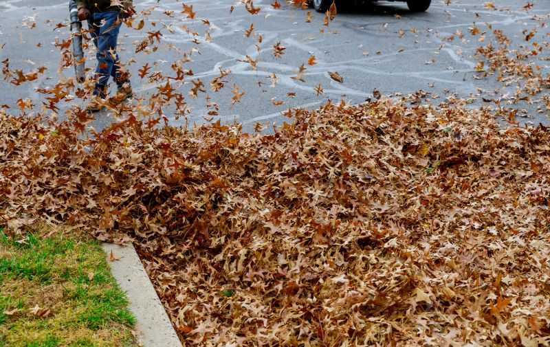 Leaf Cleanup