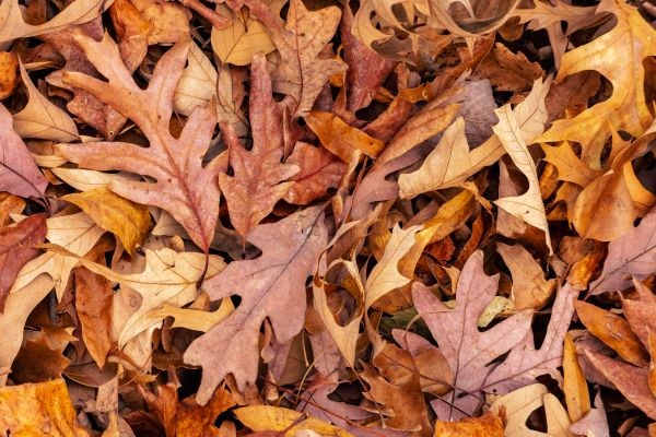 Grow your Leaf Cleanup business